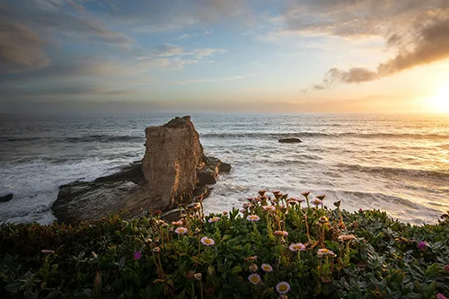 Fleurs sur la falaise au couchant vers le restaurant La Dernière Lame à Sauzon.